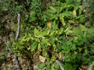 Piperia michaelii Bud